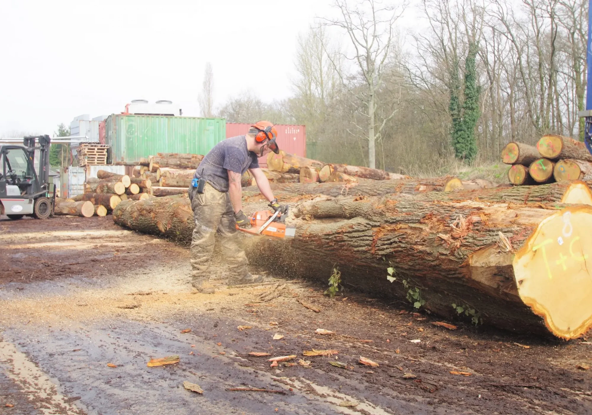 Offering the highest quality of all timber species